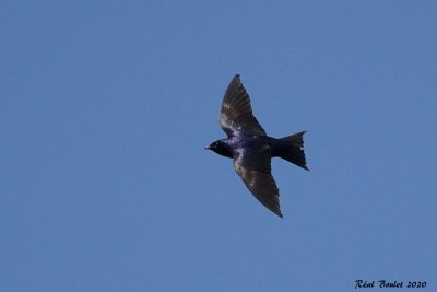 Hirondelle noire (Purple Martin)
