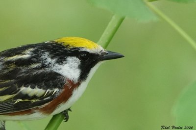 Paruline  flancs marron (Chestnut-sided Warbler)