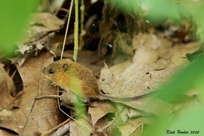 Souris sauteuse des bois