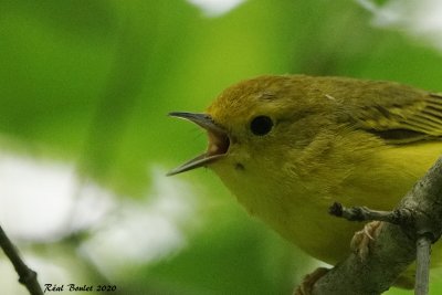 Paruline jaune (Yellow Warbler)