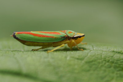 Graphocephala fennahi 