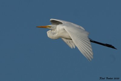 Grande Aigrette (Great Egret)