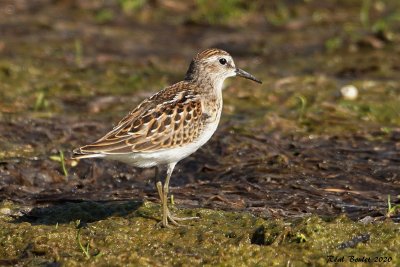 Bcasseau minuscule (Least Sandpiper)