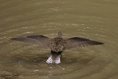 Chevalier solitaire (Solitary Sandpiper)