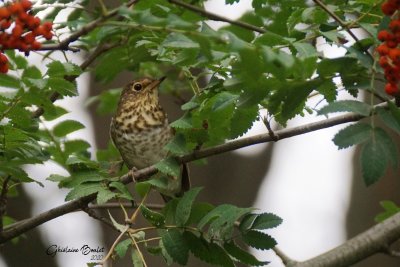 Grive  dos olive (Swainson's Thrush)