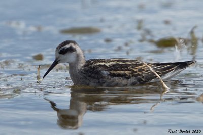 Phalarope  bec troit (Red-necked Phalarope)