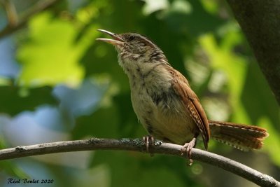 Troglodyte de caroline (Carolina Wren)