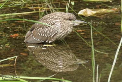 Bihoreau gris (Black-crowned Night-Heron)