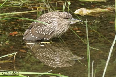 Bihoreau gris (Black-crowned Night-Heron)