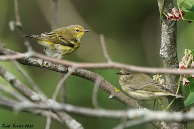 Paruline tigre (Cape May Warbler)