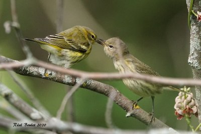 Paruline tigre (Cape May Warbler)