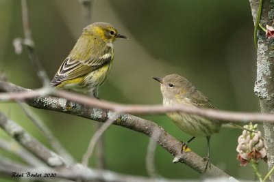 Paruline tigre (Cape May Warbler)