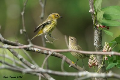 Paruline tigre (Cape May Warbler)