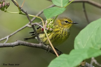 Paruline tigre (Cape May Warbler)