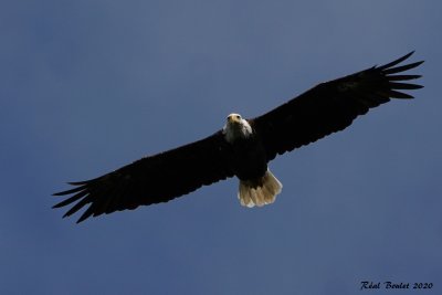 Pygargue  tte blanche (Bald Eagle)