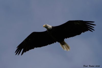 Pygargue à tête blanche (Bald Eagle)