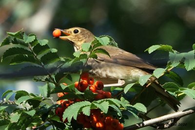Grive  dos olive (Swainson's Thrush)