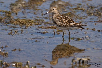 Bécasseau à poitrine cendrée (Pectoral Sandpiper)