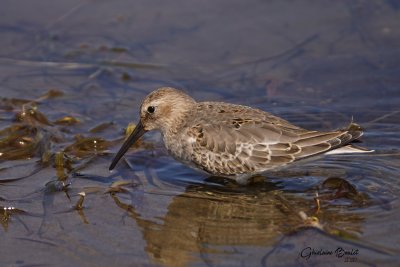 Bcasseau variable (Dunlin)