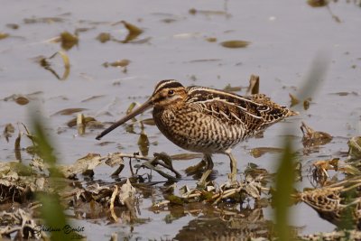 Bcassine de Wilson (Common Snipe)