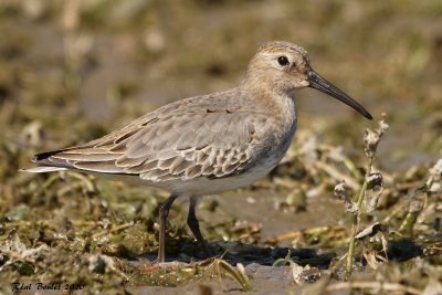 Bcasseau variable (Dunlin)