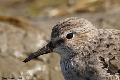 Bécasseau à croupion blanc (White-rumped Sandpiper)