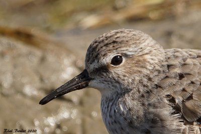 Bcasseau  croupion blanc (White-rumped Sandpiper)