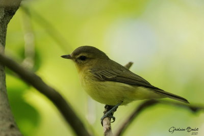 Viréo de Philadelphie (Philadelphia Vireo)