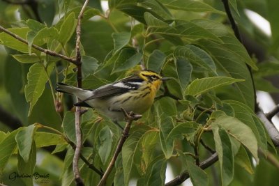 Paruline  gorge orange (Blackburnian Warbler)