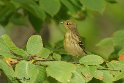 Paruline rayée (Blackpoll Warbler)