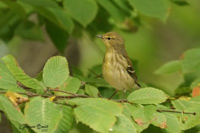 Paruline raye (Blackpoll Warbler)