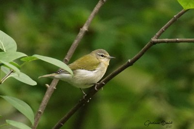 Paruline obscure (Tennessee Warbler)