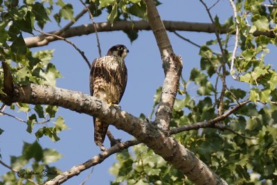 Faucon plerin (Peregrine Falcon)