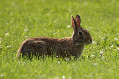 Lapin à queue blanche