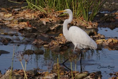 Grande Aigrette (Great Egret)