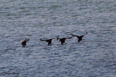 Macreuse  ailes blanches (White-winged Scoter) 