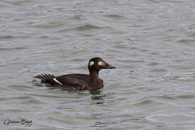 Macreuse  ailes blanches (White-winged Scoter) 
