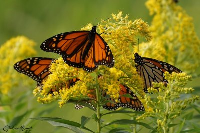 Papillon monarque