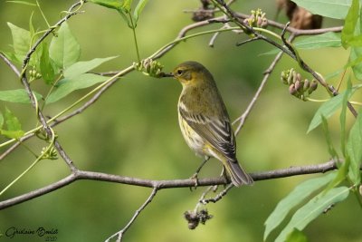 Paruline tigre (Cape May Warbler)