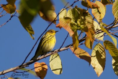 Paruline tigre (Cape May Warbler)