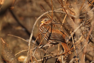 Bruant fauve (Fox Sparrow)