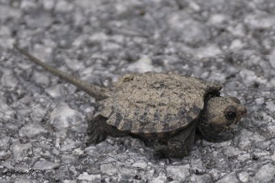 Tortue serpentine