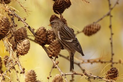 Sizerin flammé (Common Redpoll)