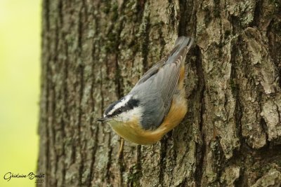 Sittelle à poitrine rousse (Red-breasted Nuthatch)