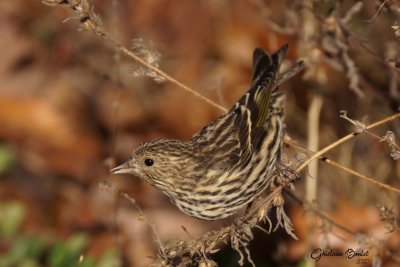 Tarin des pins (Pine Siskin)