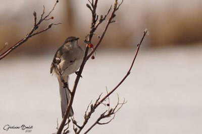 Moqueur polyglotte (Northern Mockingbird)