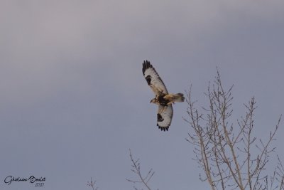 Buse pattue (Rough-legged Hawk)
