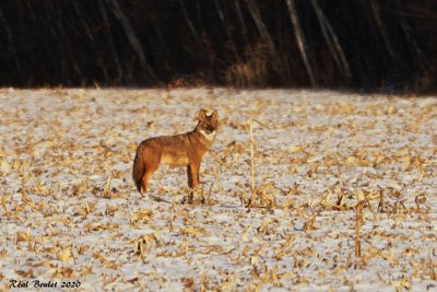 Coyote