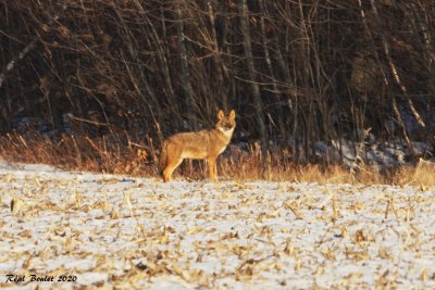 Coyote