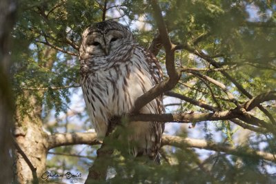 Chouette raye (Barred Owl)